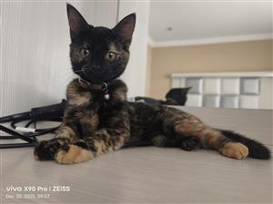 Beautiful Spayed Tortieshell 