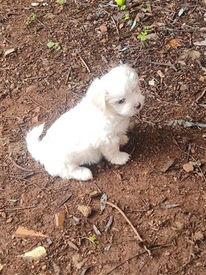 Maltese Puppies for