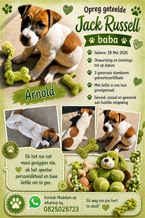Opreg Geteelde Jack Russell Hondjies