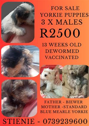 Male Yorkie puppies