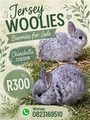 Jersey Wooly Bunnies