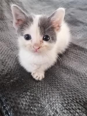 KITTENS  2 x8weeks old 3x7months old all sterilized 