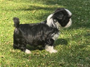 Shihtzu pups
