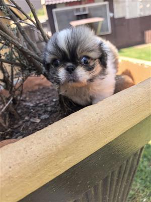 Pekingese puppies 