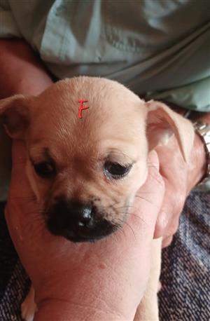 Chihuahua mix puppies