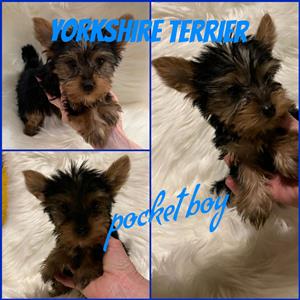 Yorkshire Terrier pocket 