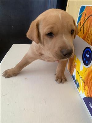 Labrador puppy