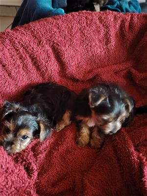 Yorkie pups