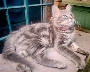 MAINE COON KITTENS AVAILABLE 