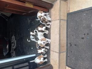 Purebred basset hound puppies for sale 