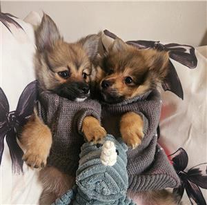 TOYPOM PUPPIES. 