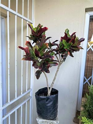 Colourful Croton 600mm+ tall 
