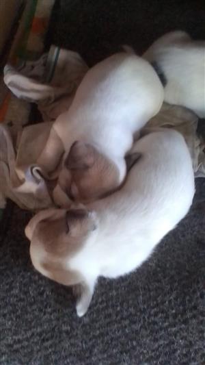 Jack Russell short legged