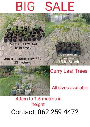 Big Sale on Curry Leaf Trees 