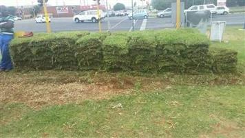 Fresh green Kikuyu grass