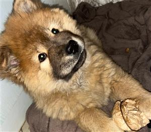 Chow Chow 10 week old puppy for sale