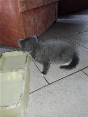Cute playful baby kittens up for sale 