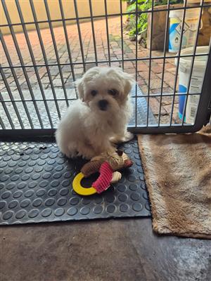 Miniatuur maltese / Miniature maltese