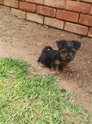 Miniature Yorkie male puppy for sale