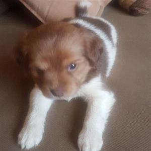 Morkies puppies