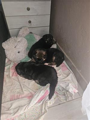 German Shepherd puppies for sale