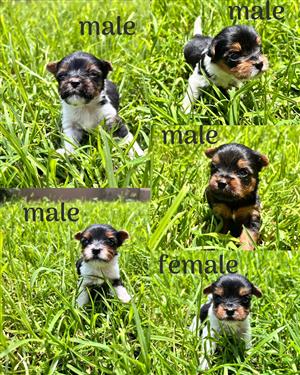 Yorkshire terries x biewer yorkie mix puppies