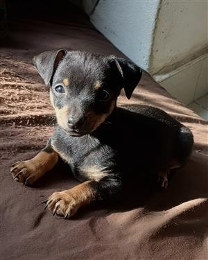 MINIATURE PINSCHER  PUPPY > PET  DOG