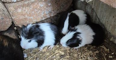 Guinea Pigs for sale