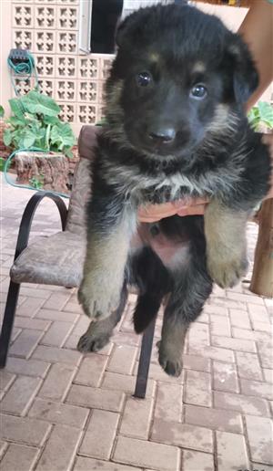 German Shepherd puppies 
