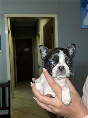 3 female boston terrier puppies