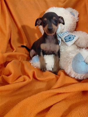 Minuature Pinscher