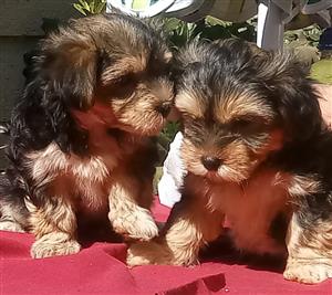 Yorkie cross with Maltese puppies for sale 