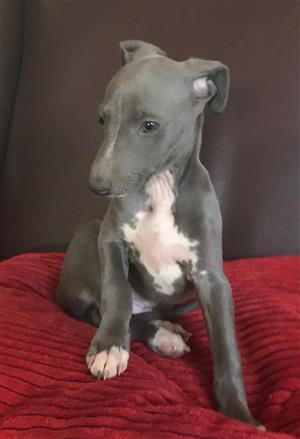 Whippet/IG puppies