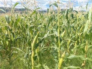 Fresh Green Mealies for sale  