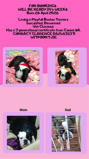 Pure Breed Registard Bosten Terriers
