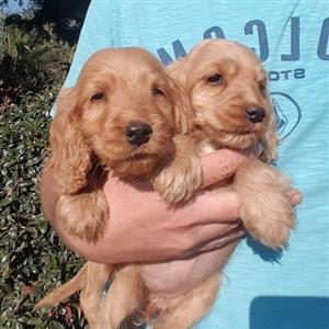 Little spaniel babies to good homes