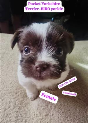 Pocket Biro Yorkie puppies