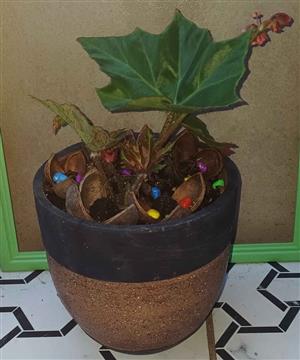 Angel Wing Begonia In a thick pottery Pot