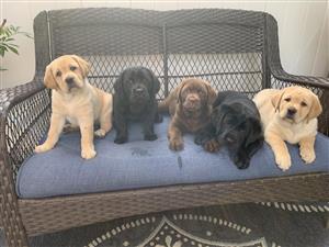 Labrador Retriever Puppies for Sale – South Africa