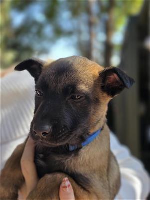Belgian Malinois Puppies