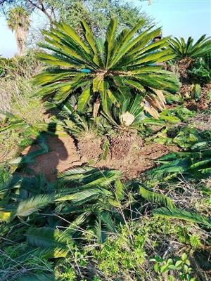 Cycas trees
