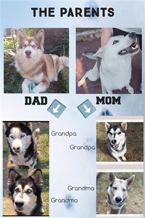 Husky puppies