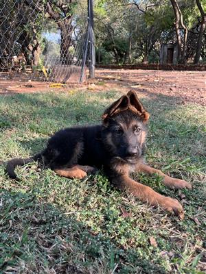 German Shepherd Puppies