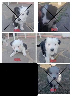 Thouroughbred Border Collie Puppies