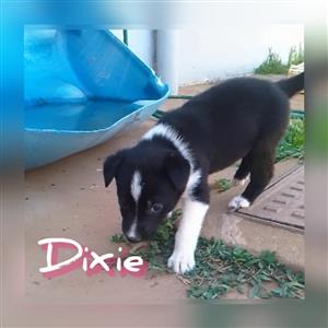 Lovely SHOLLIE  I PUPPIES TO FOREVER LOVING HOMES  