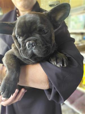 Beautiful French bulldog puppies available