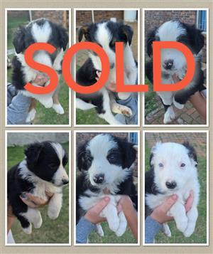  Lovely Border Collie puppies available 