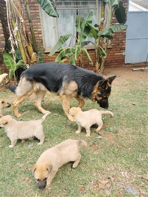 German Shepherd x Rhodesian Ridgeback cross puppies for sale