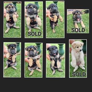 GERMAN SHEPHERD PUPPIES FOR SALE