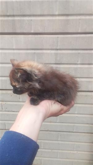 Adorable baby kittens up for sale 